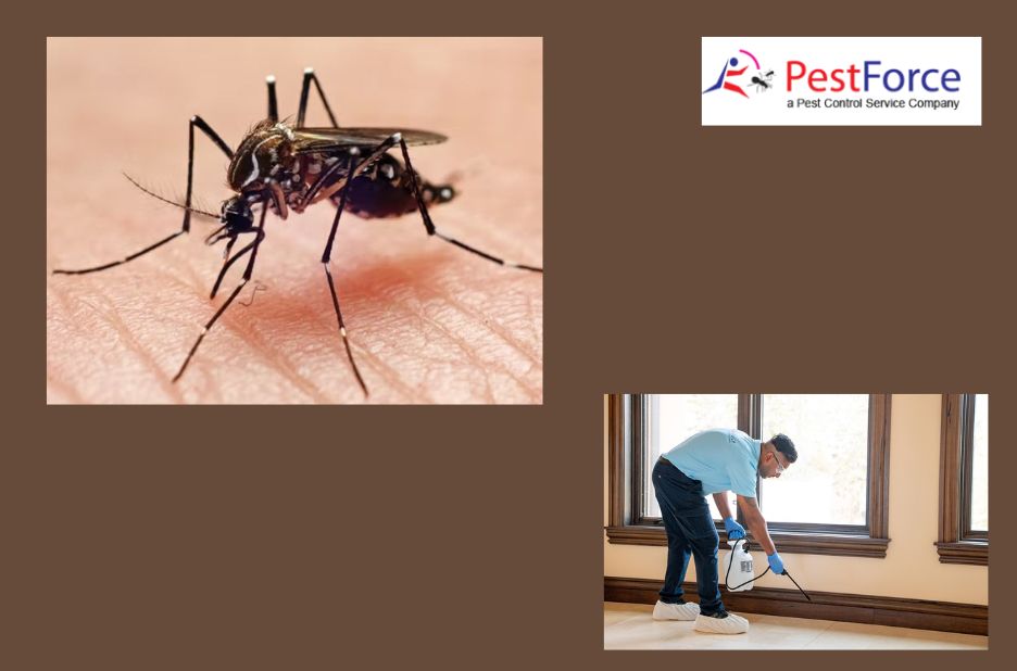 Smart Solutions for Summer Mosquito Problems in Calgary - Launcheell